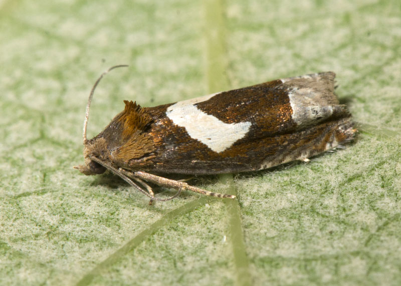 Epiblema foenella, Tortricidae